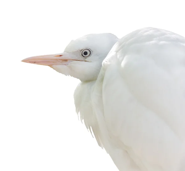 白苍鹭 — 图库照片