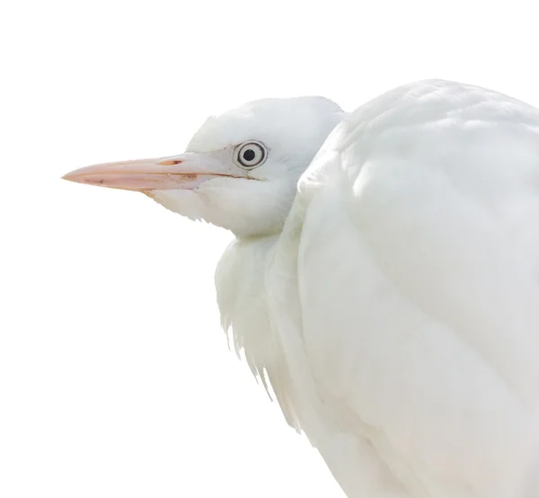 Garza blanca —  Fotos de Stock