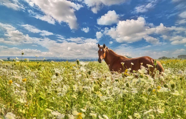 Braunes Pferd — Stockfoto