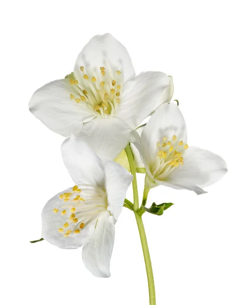 Beyaz Yasemin çiçekleri — Stok fotoğraf