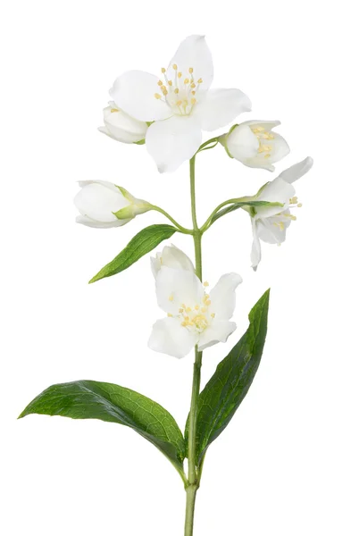 Yasemin Çiçeği — Stok fotoğraf