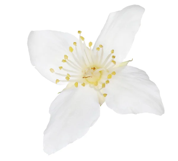 White   jasmine — Stock Photo, Image