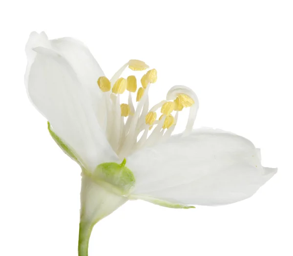 Yasemin çiçek — Stok fotoğraf