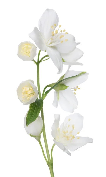 Jasminblüte — Stockfoto