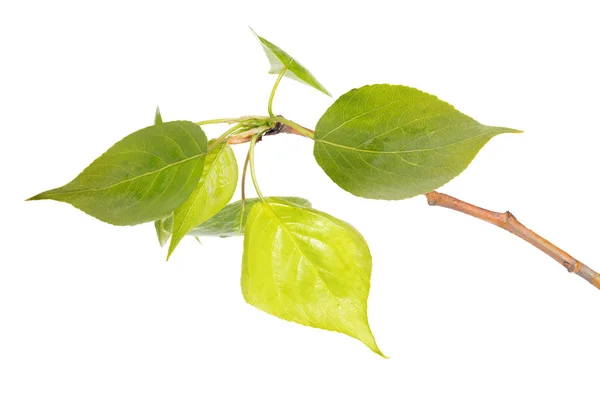 Linden tree branch — Stock Photo, Image