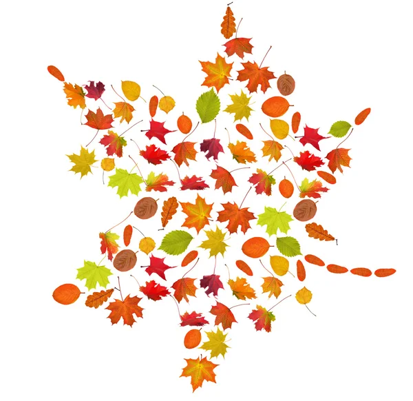 Fall maple leaf — Stock Photo, Image