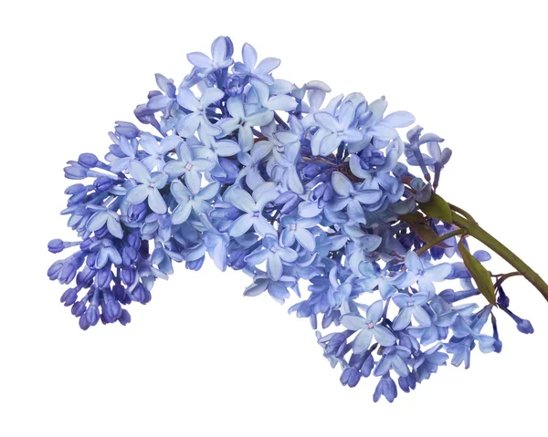 Lilac flower — Stock Photo, Image