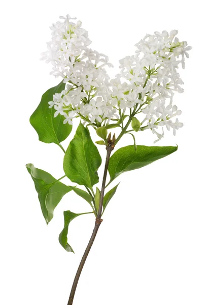 White lilac — Stock Photo, Image