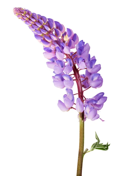 Lupin blomma — Stockfoto