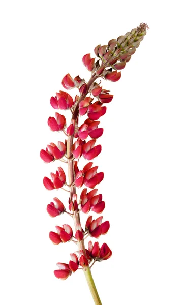 Lupin blomma — Stockfoto