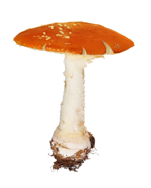 Orange fly agaric — стоковое фото