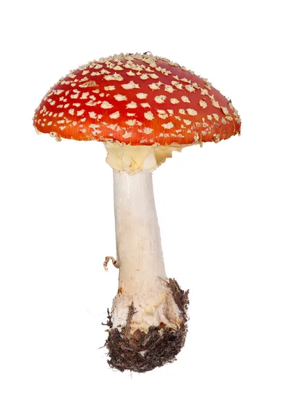 Red fly agaric — Stock Photo, Image