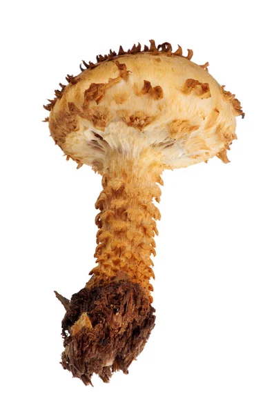 Brown Pholiota mushroom — Stock Photo, Image