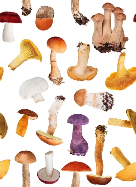 Edible mushrooms — Stock Photo, Image