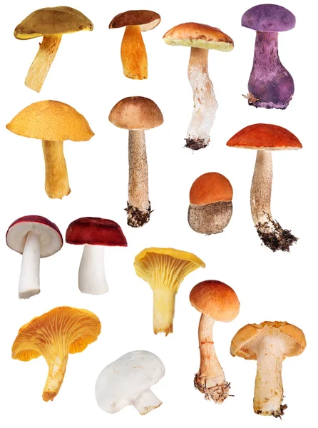 Cogumelos alimentares — Fotografia de Stock