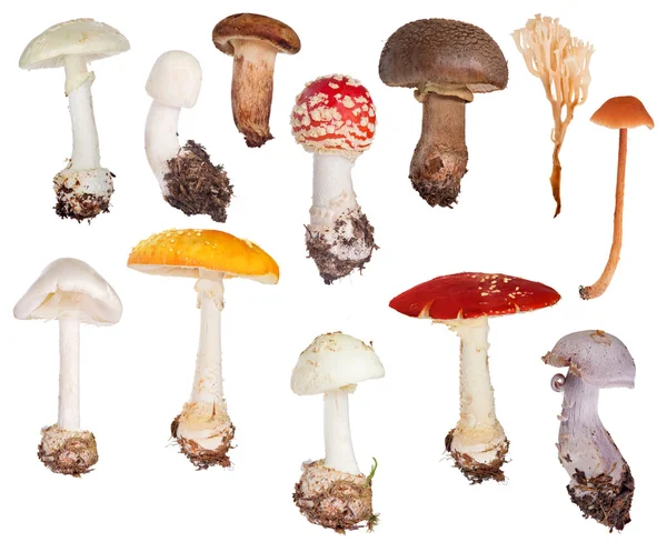 Set van paddenstoel — Stockfoto
