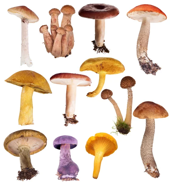 可食用的蘑菇 — 图库照片