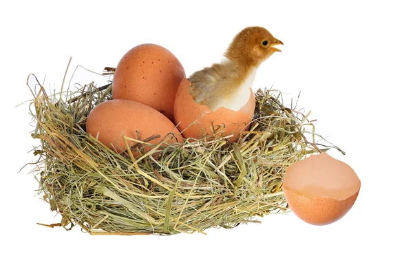 Huhn mit Eiern — Stockfoto