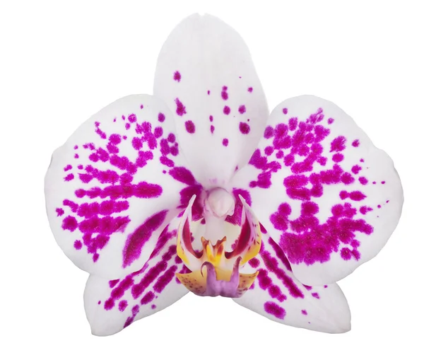 Fiore del Orchid — Foto Stock