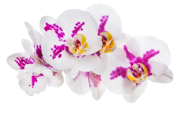 Orhidee cu pete roz — Fotografie, imagine de stoc