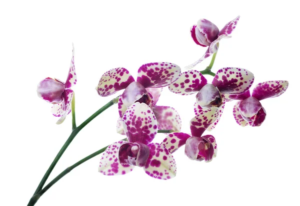 Lehké orchidej — Stock fotografie