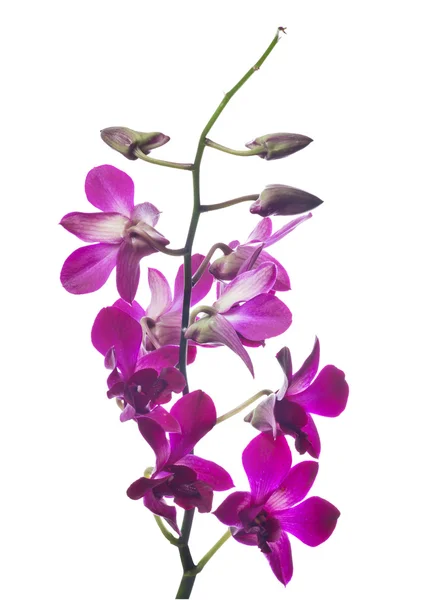 Lila orkidé blomma — Stockfoto