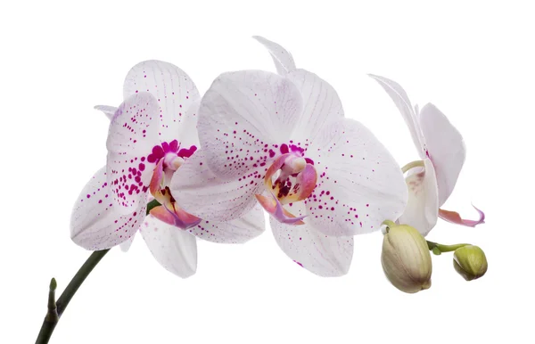 Fiori del Orchid — Foto Stock