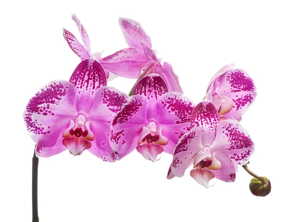 Flores de orquídea rosa — Fotografia de Stock