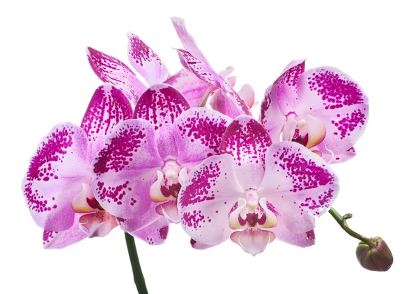 Růžové orchidej květiny — Stock fotografie