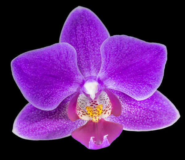 Lilac orchid flower — Stock Photo, Image