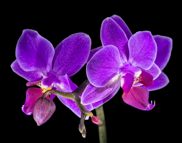 Fleurs d'orchidée lilas — Photo