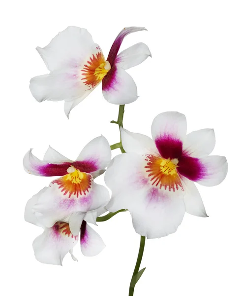 Fiori del Orchid — Foto Stock