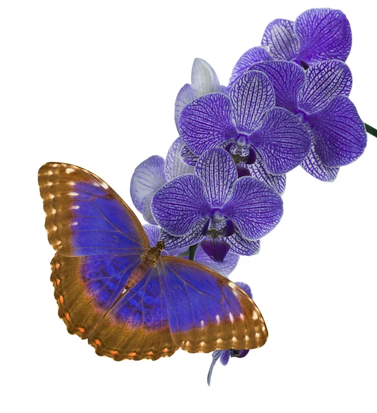 Orkide ve kelebek — Stok fotoğraf