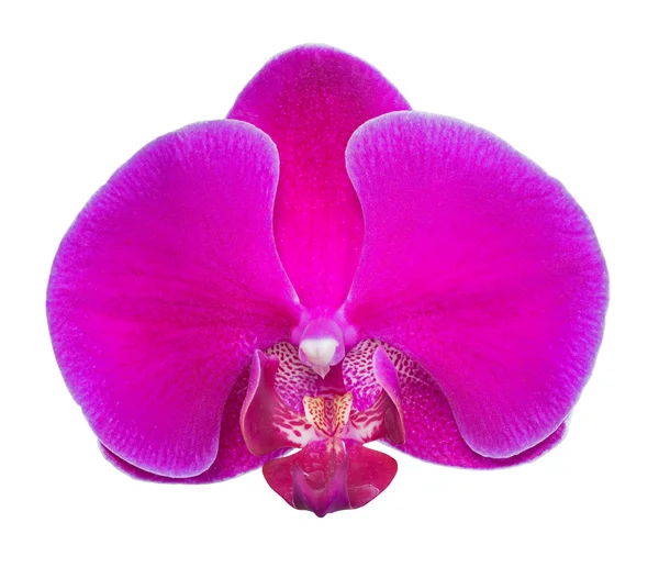 Розовый орхидея — стоковое фото