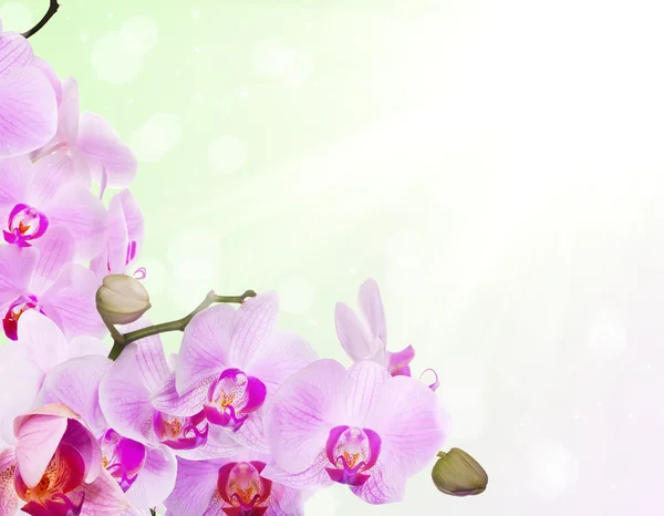 Угол от орхидей — стоковое фото