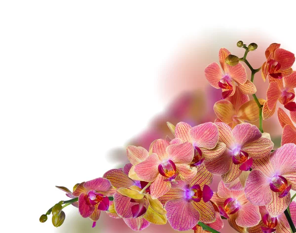 Flores de orquídeas — Fotografia de Stock