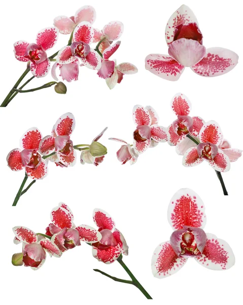 Pétalos flores de orquídea — Foto de Stock