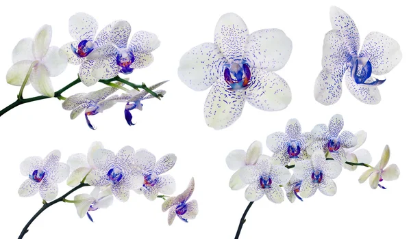 Orchideenblüten — Stockfoto