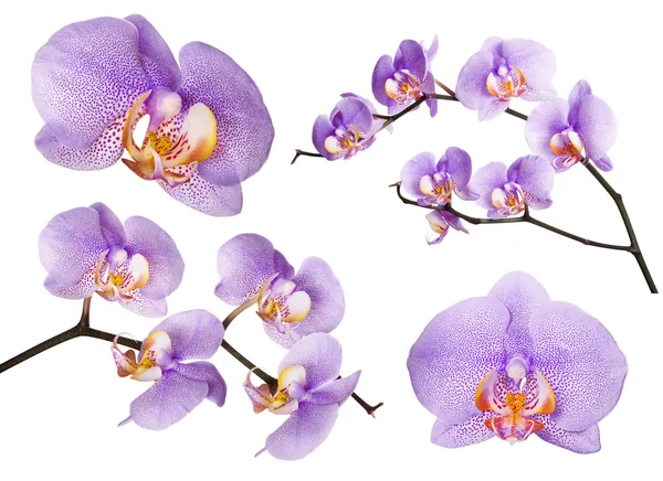 Violet orchids — Stock Photo, Image