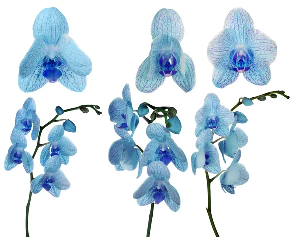 Fiori del Orchid — Foto Stock