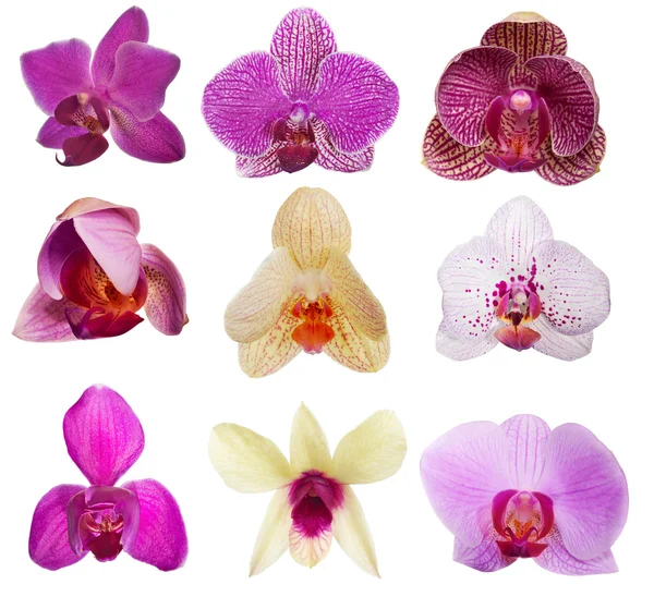 Orchideenblüten — Stockfoto