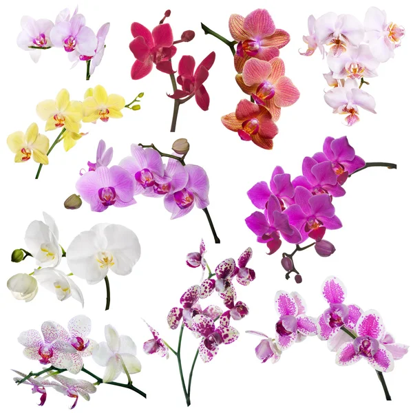 Fiori del Orchid — Foto Stock