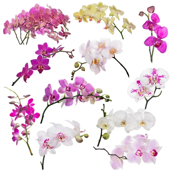 Orchideenblüten — Stockfoto