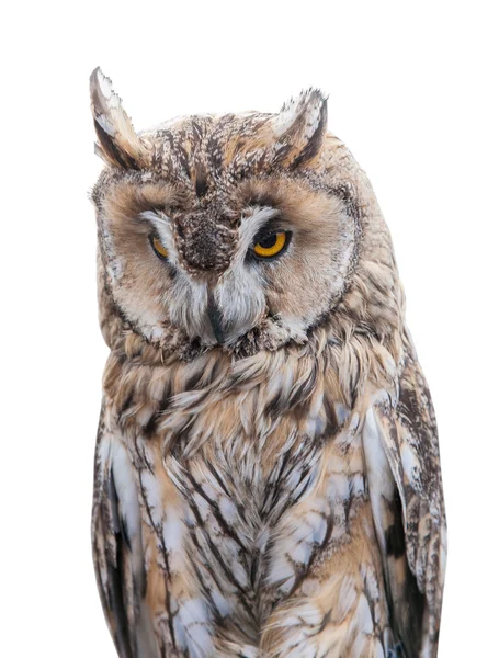 Brown owl — Stock Photo, Image