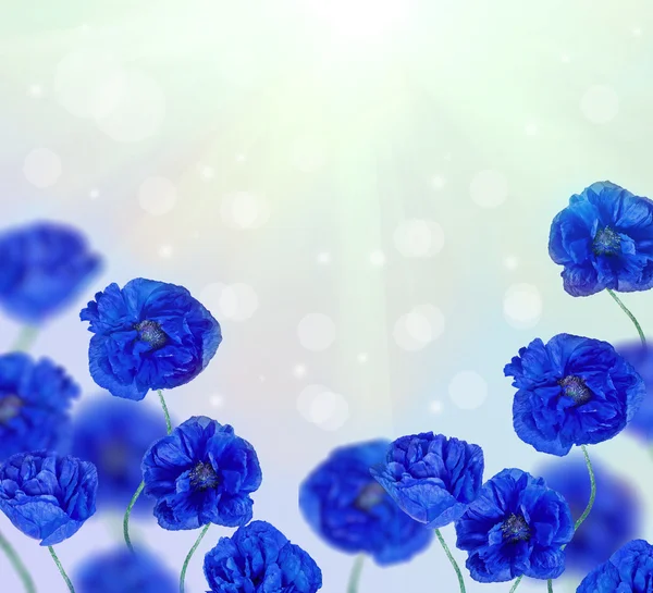 Marco de flores de amapola — Foto de Stock