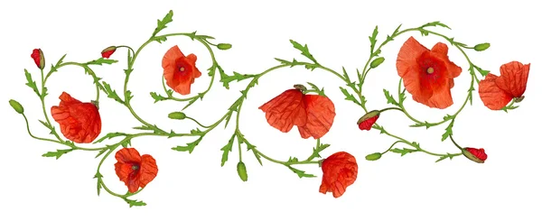 Röd vallmo blomma ornament — Stockfoto
