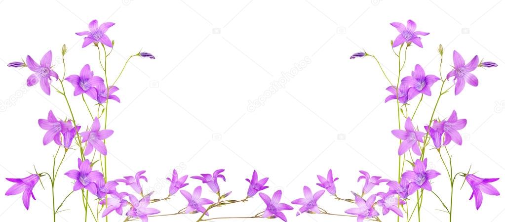 campanula flowers  frame