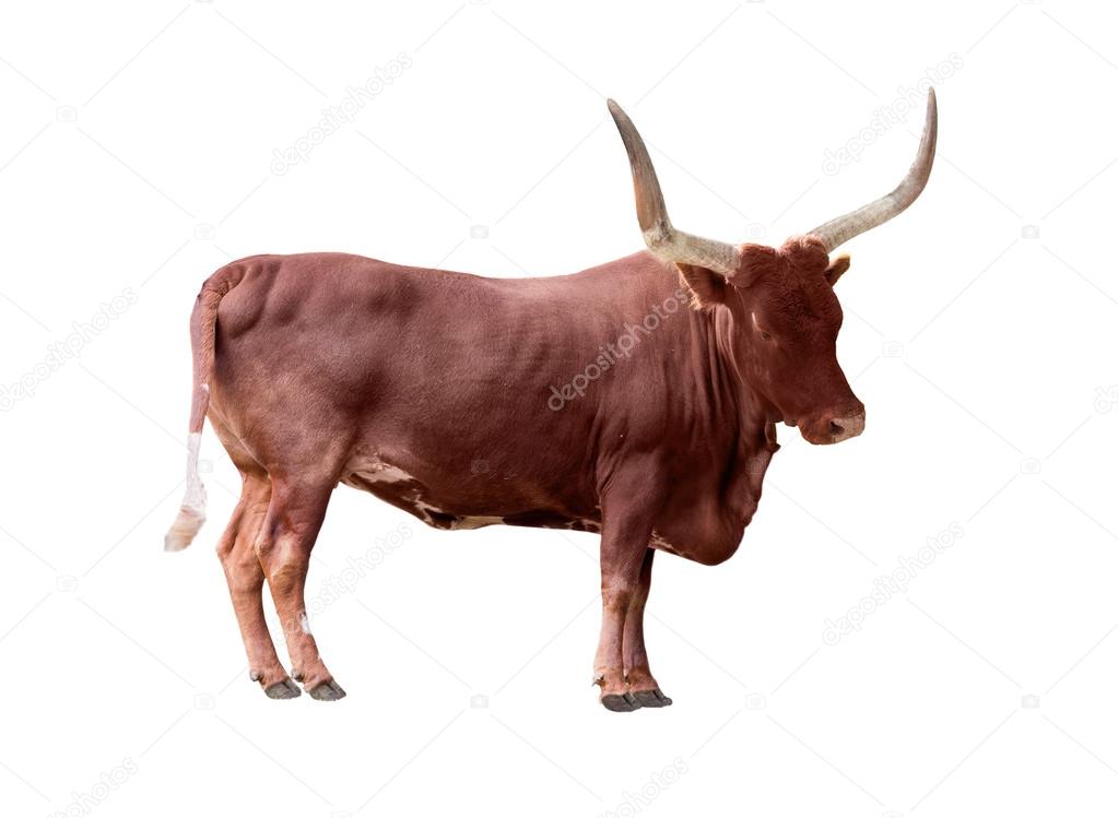 Brown single bull
