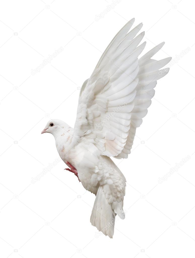 White  pigeon
