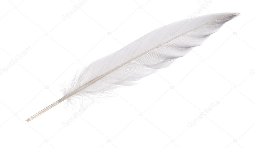 Straight feather Stock Photo by ©Dr.PAS 55495689